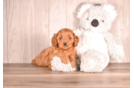 Best Cavapoo Baby