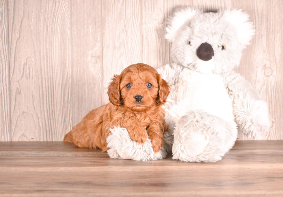 Best Cavapoo Baby