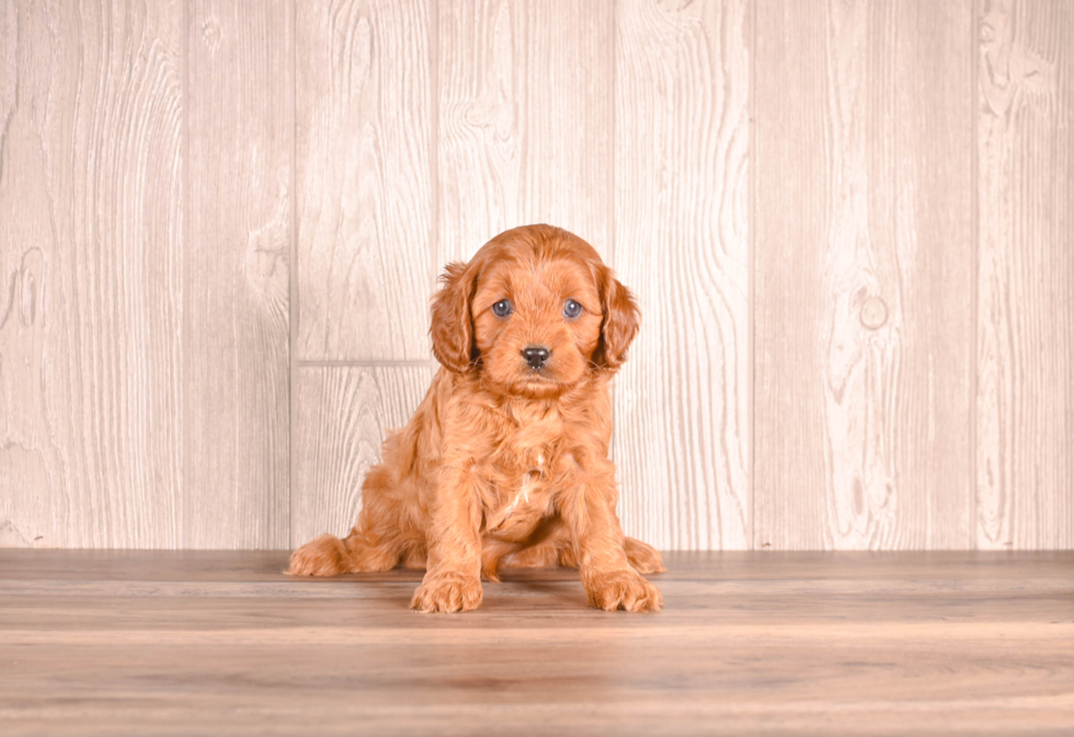 Cute Cavipoo Poodle Mix Puppy