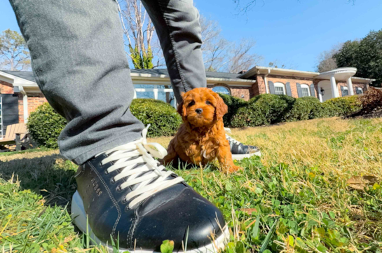 Cavapoo Pup Being Cute