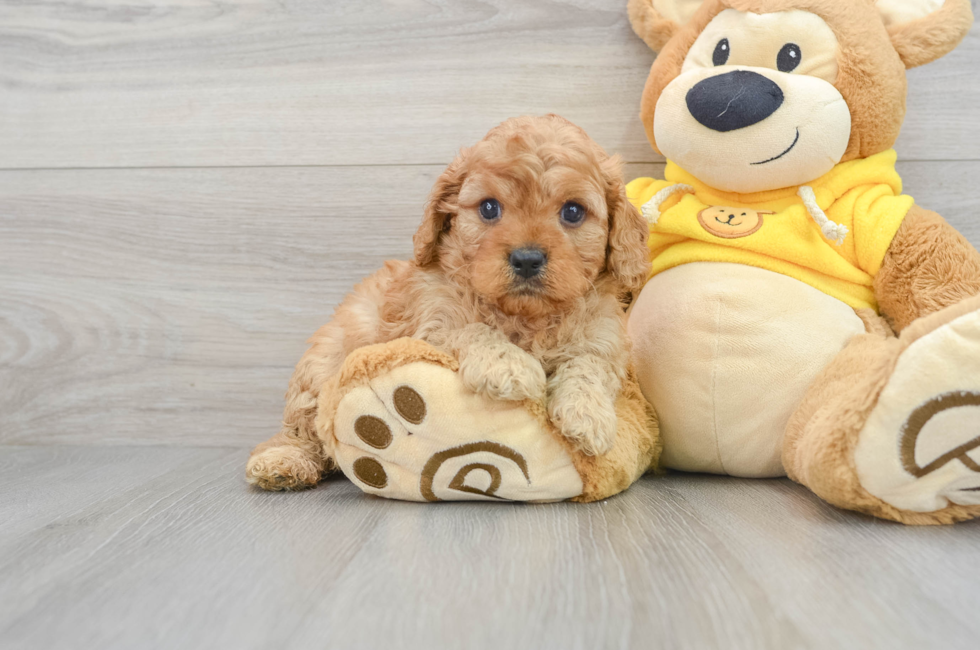 6 week old Cavapoo Puppy For Sale - Simply Southern Pups