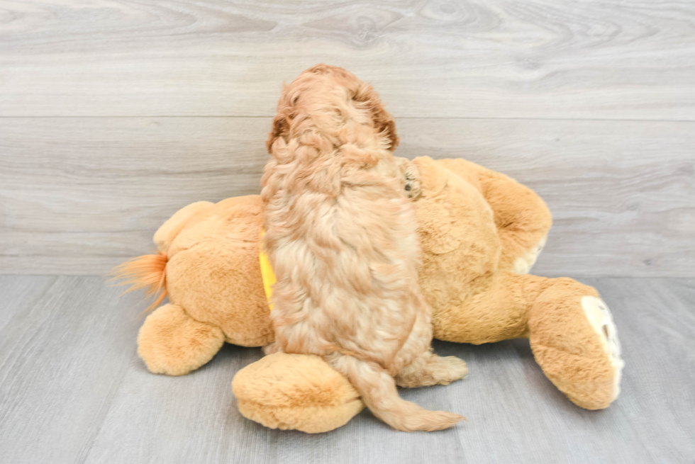 Funny Cavapoo Poodle Mix Pup