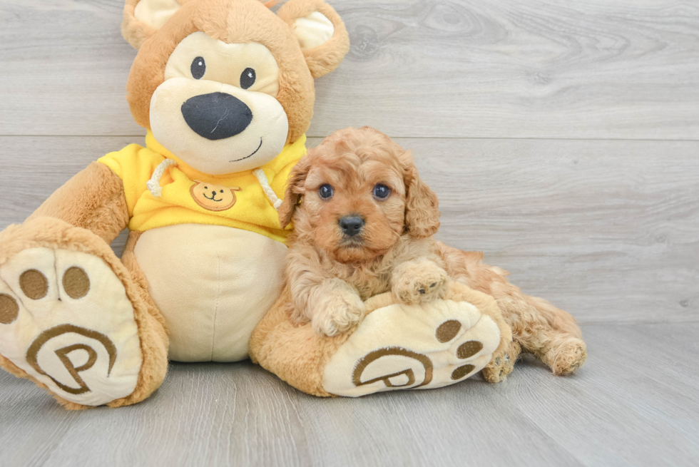Cavapoo Pup Being Cute