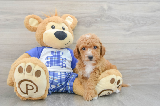 Cavapoo Pup Being Cute