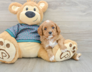 8 week old Cavapoo Puppy For Sale - Simply Southern Pups