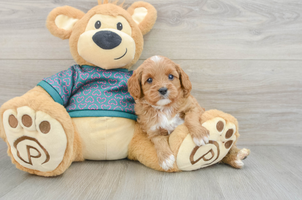 8 week old Cavapoo Puppy For Sale - Simply Southern Pups