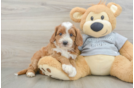 Funny Cavapoo Poodle Mix Pup