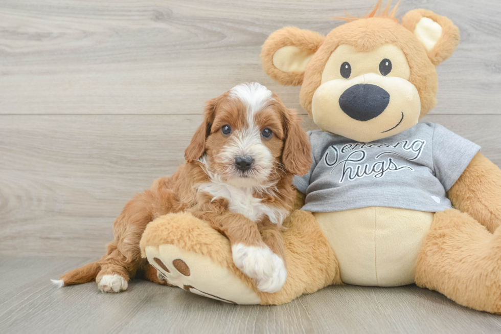 Funny Cavapoo Poodle Mix Pup