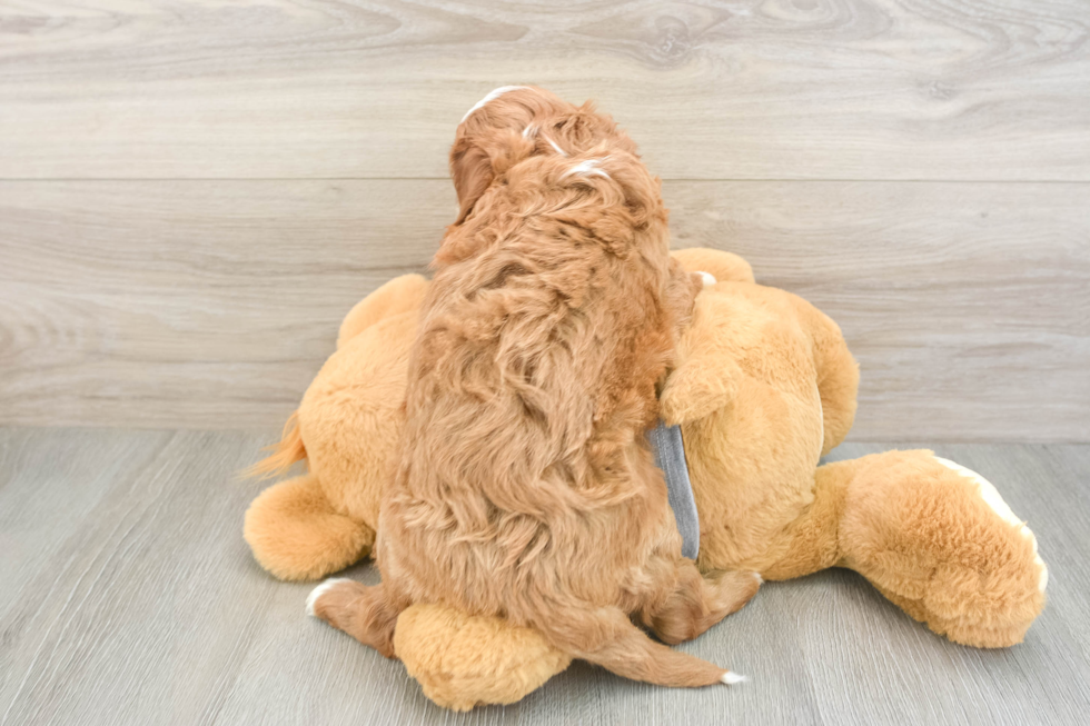 Small Cavapoo Baby