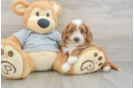 Friendly Cavapoo Baby