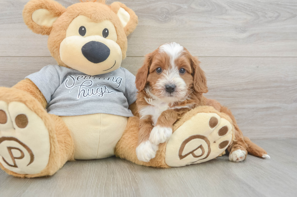 5 week old Cavapoo Puppy For Sale - Simply Southern Pups