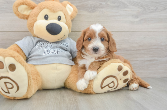 Friendly Cavapoo Baby