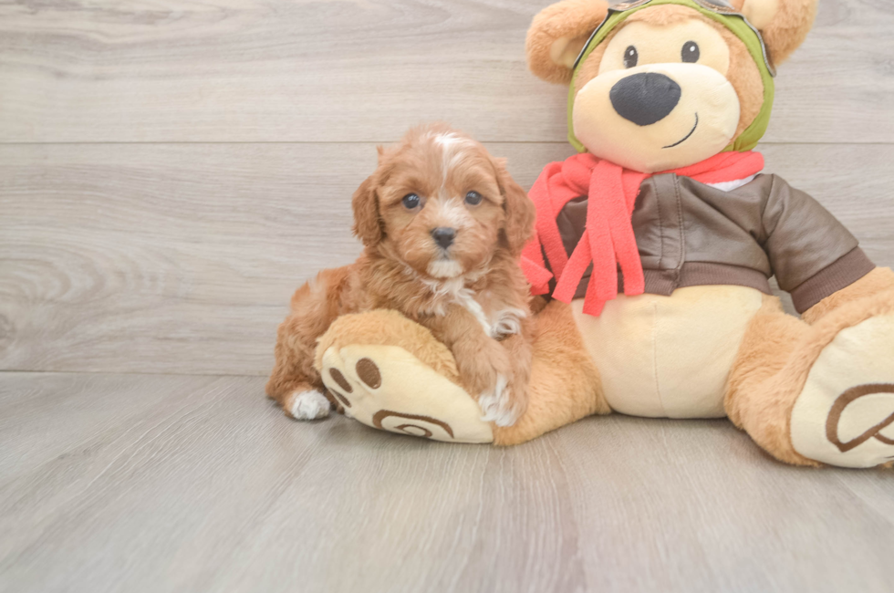 5 week old Cavapoo Puppy For Sale - Simply Southern Pups