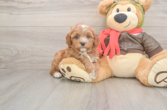 Best Cavapoo Baby