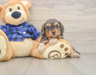 8 week old Cavapoo Puppy For Sale - Simply Southern Pups