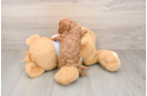 Best Cavapoo Baby