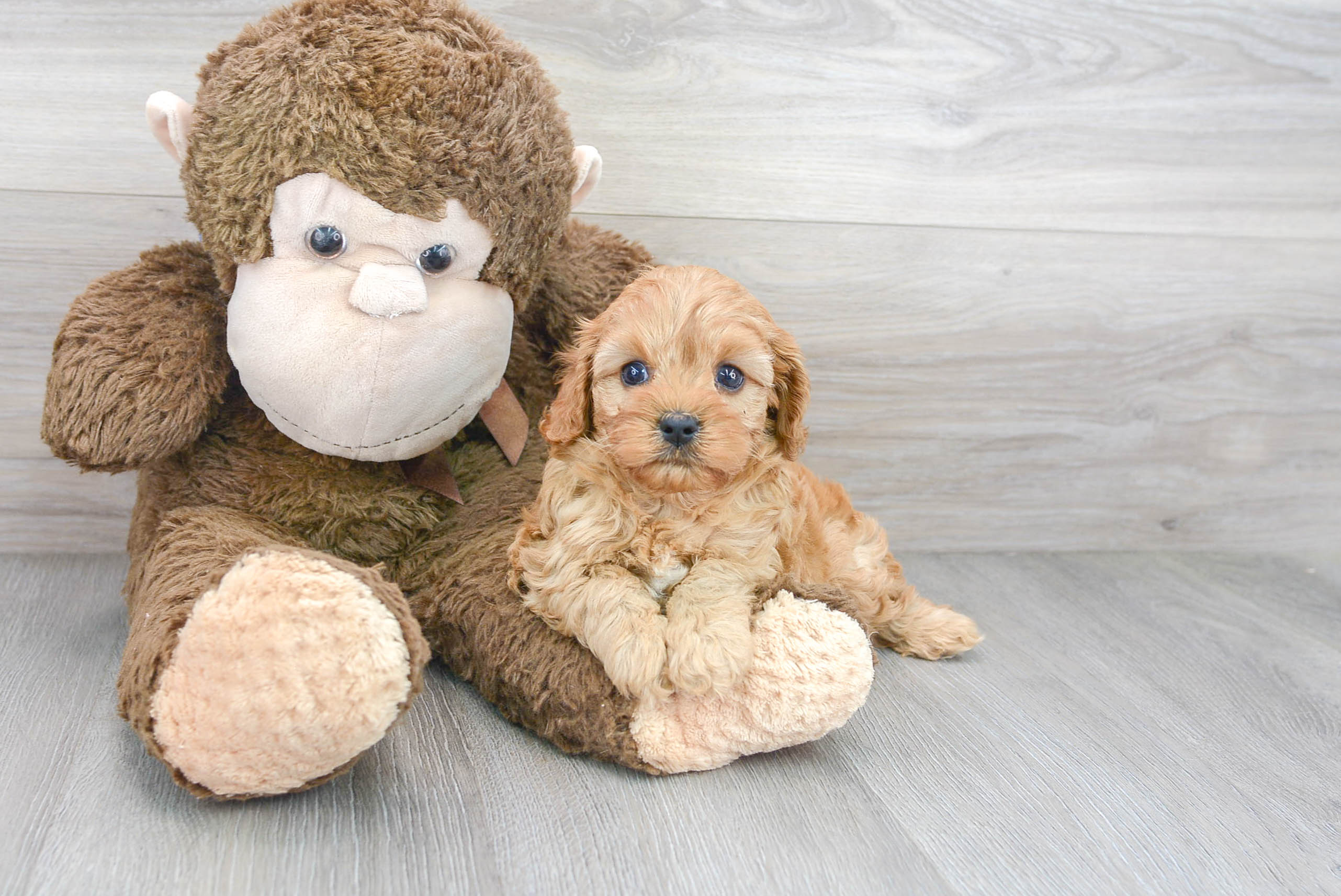 Baby cavapoo best sale