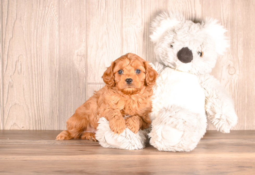 Cavapoo Pup Being Cute