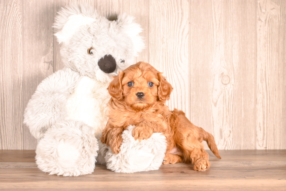 Cavapoo Pup Being Cute