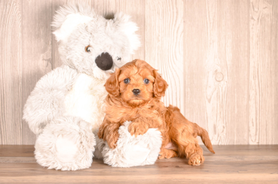 Cavapoo Pup Being Cute