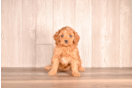 Cavapoo Puppy for Adoption