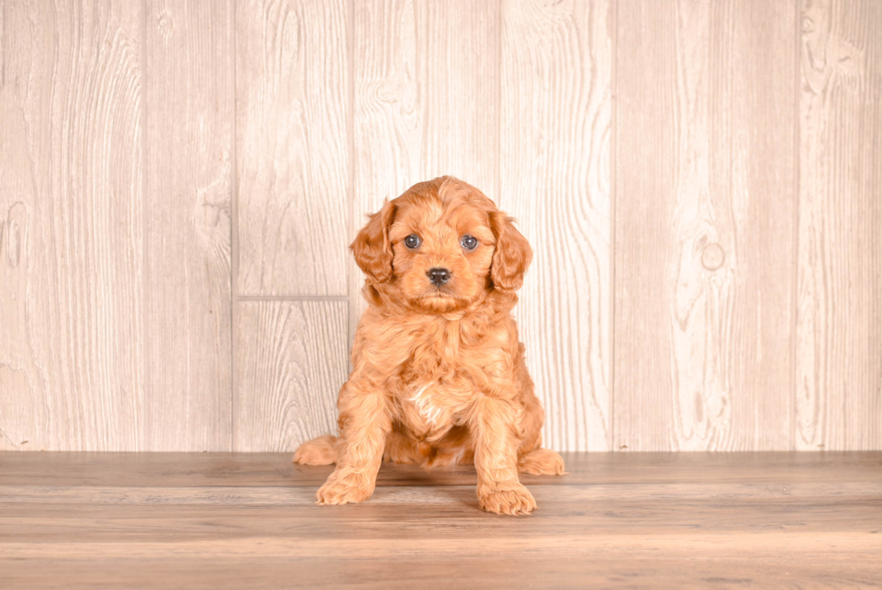 Cavapoo Puppy for Adoption