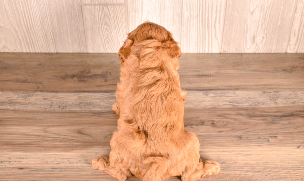 Cavapoo Pup Being Cute