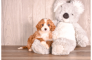 Cute Cavapoodle Poodle Mix Puppy