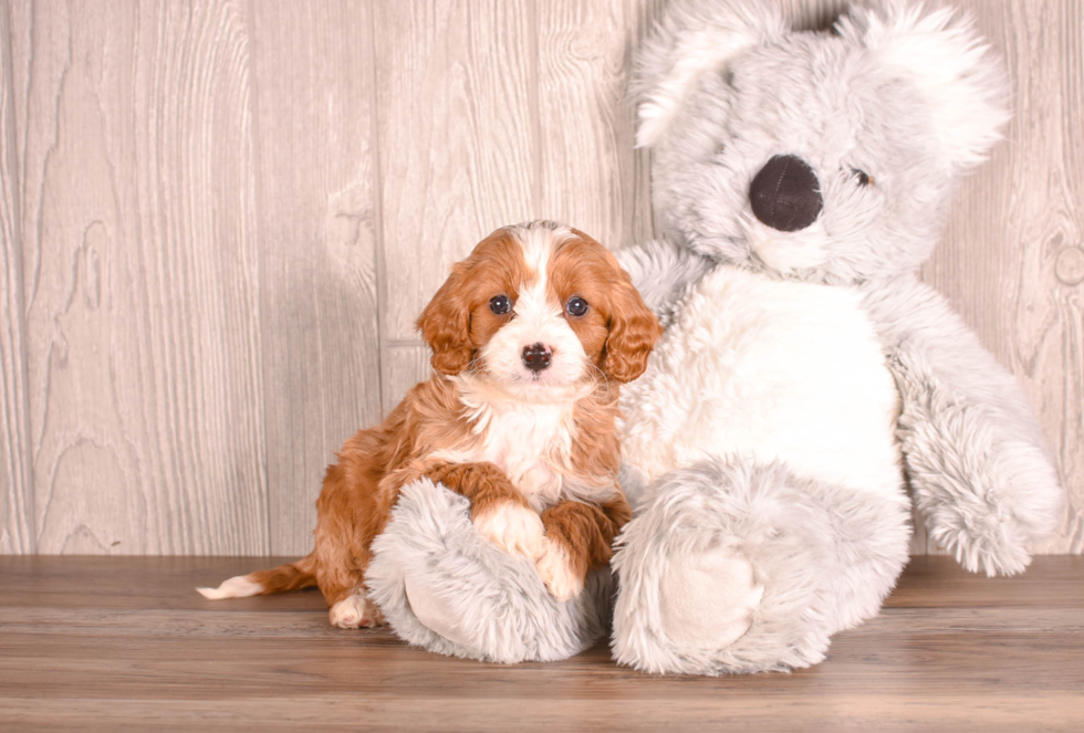 Cute Cavapoodle Poodle Mix Puppy