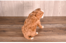 Cute Cavapoo Poodle Mix Pup