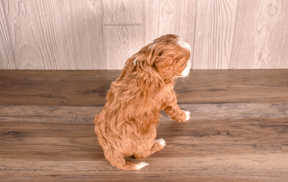Cute Cavapoo Poodle Mix Pup