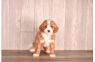 Best Cavapoo Baby
