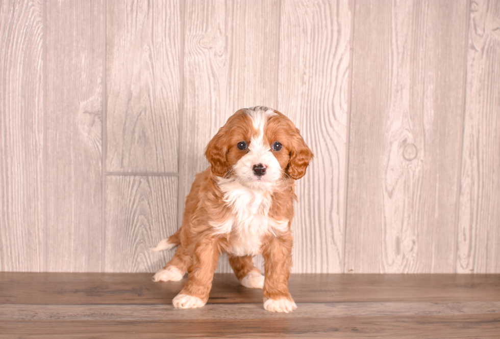 Best Cavapoo Baby