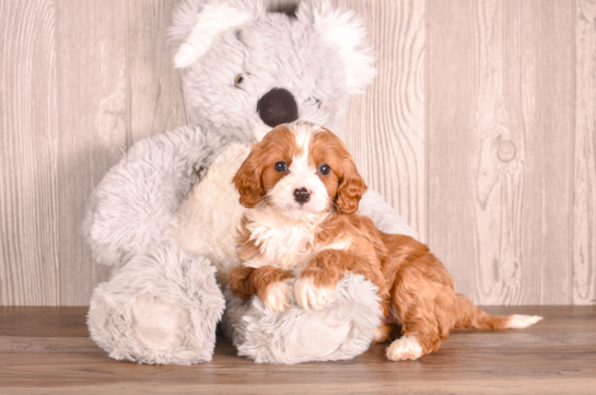 Cute Cavapoo Poodle Mix Pup