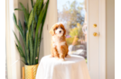 Cavapoo Puppy for Adoption