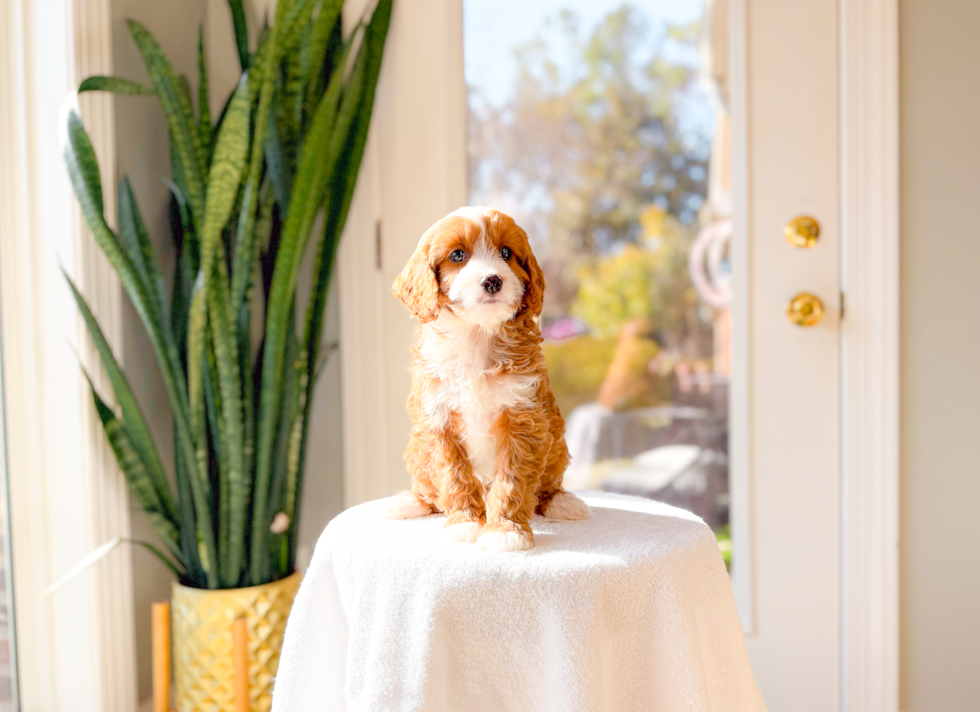 Cavapoo Puppy for Adoption