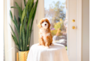 Cavapoo Puppy for Adoption