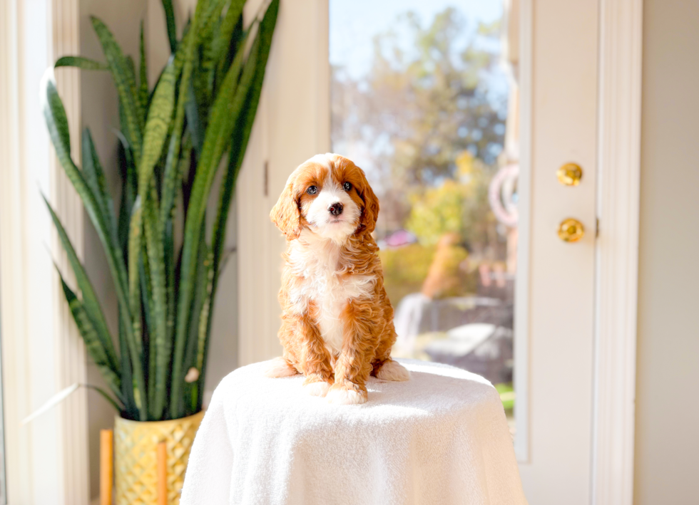 Best Cavapoo Baby
