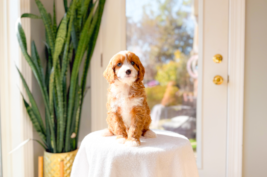 Best Cavapoo Baby