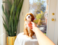 9 week old Cavapoo Puppy For Sale - Simply Southern Pups