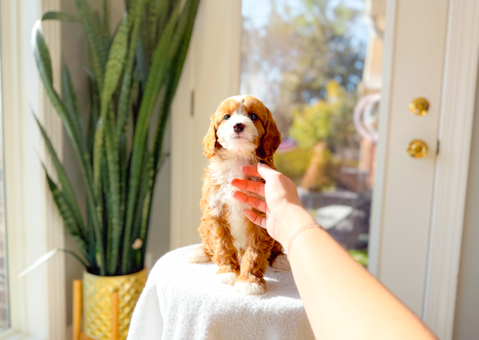 Cute Cavipoo Poodle Mix Puppy