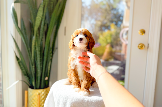Cute Cavipoo Poodle Mix Puppy