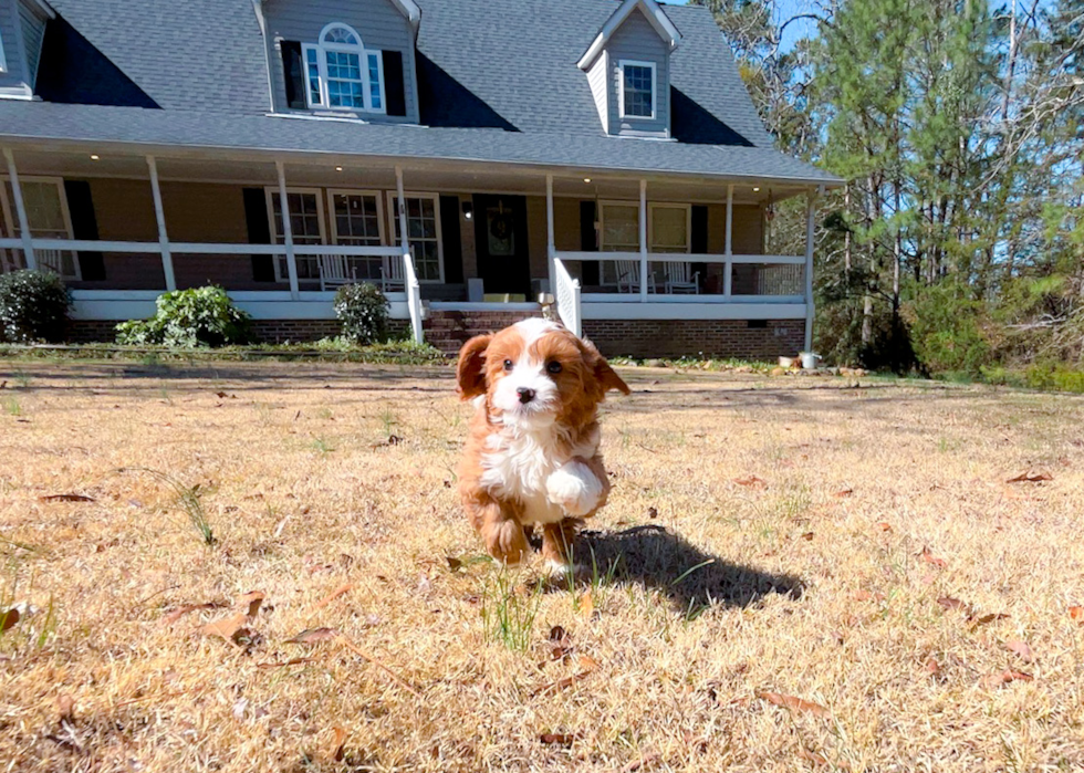 Cute Cavalier King Charles Spaniel and Poodle Mix Poodle Mix Puppy