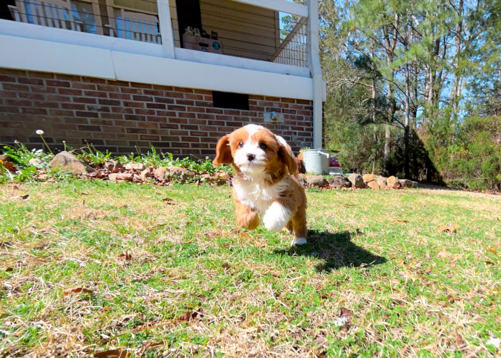 Cute Cavapoo Baby