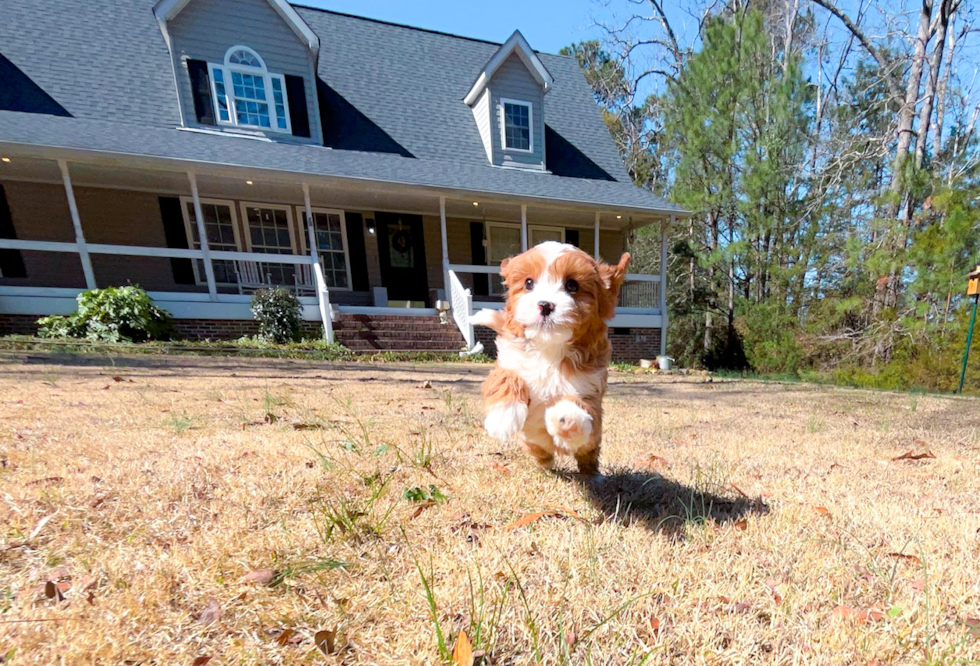 Cute Cavoodle Poodle Mix Puppy