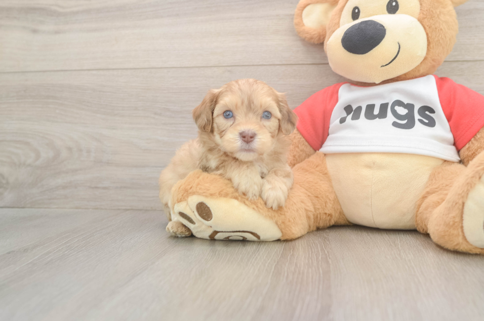 5 week old Cavapoo Puppy For Sale - Simply Southern Pups