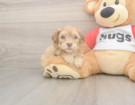 6 week old Cavapoo Puppy For Sale - Simply Southern Pups 6 week old Cavapoo Puppy For Sale - Simply Southern Pups