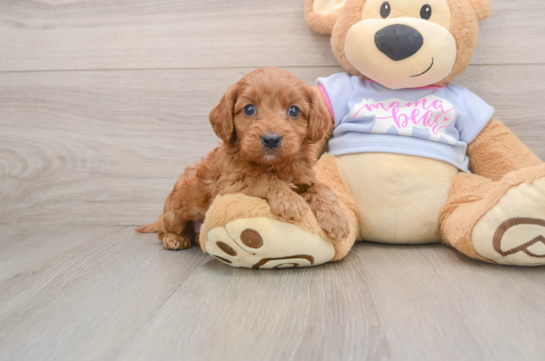 Cavapoo Pup Being Cute
