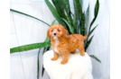 Cavapoo Puppy for Adoption