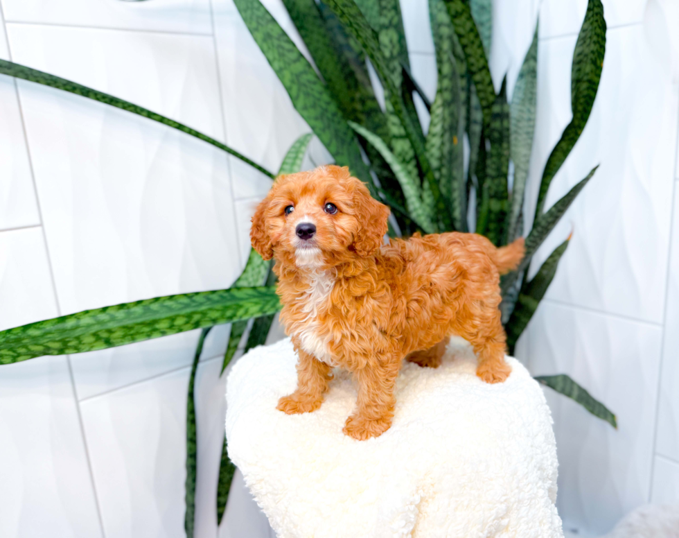 Cavapoo Puppy for Adoption